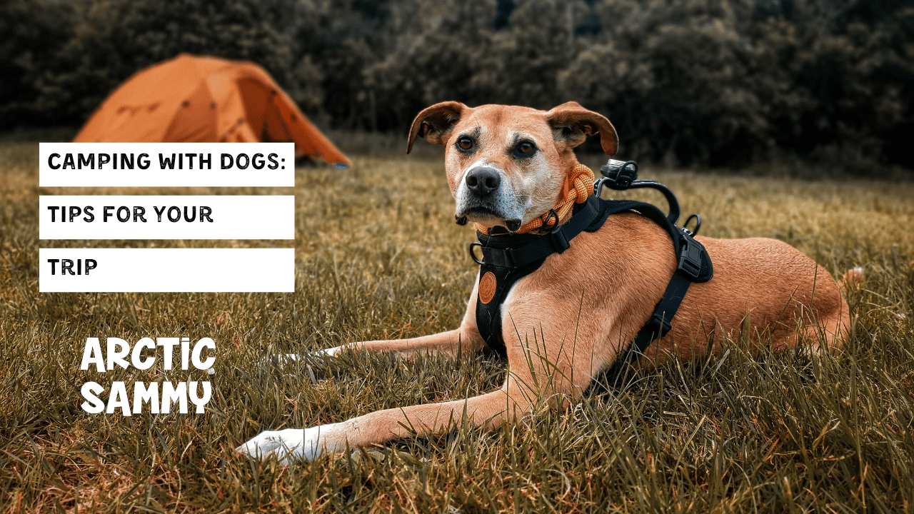 Camping gear for dogs best sale