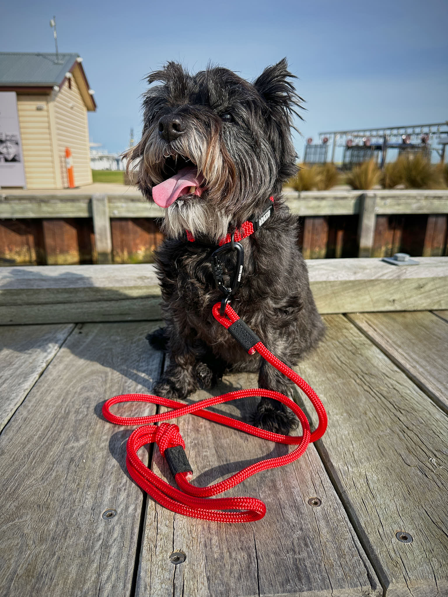 Small store dog leashes