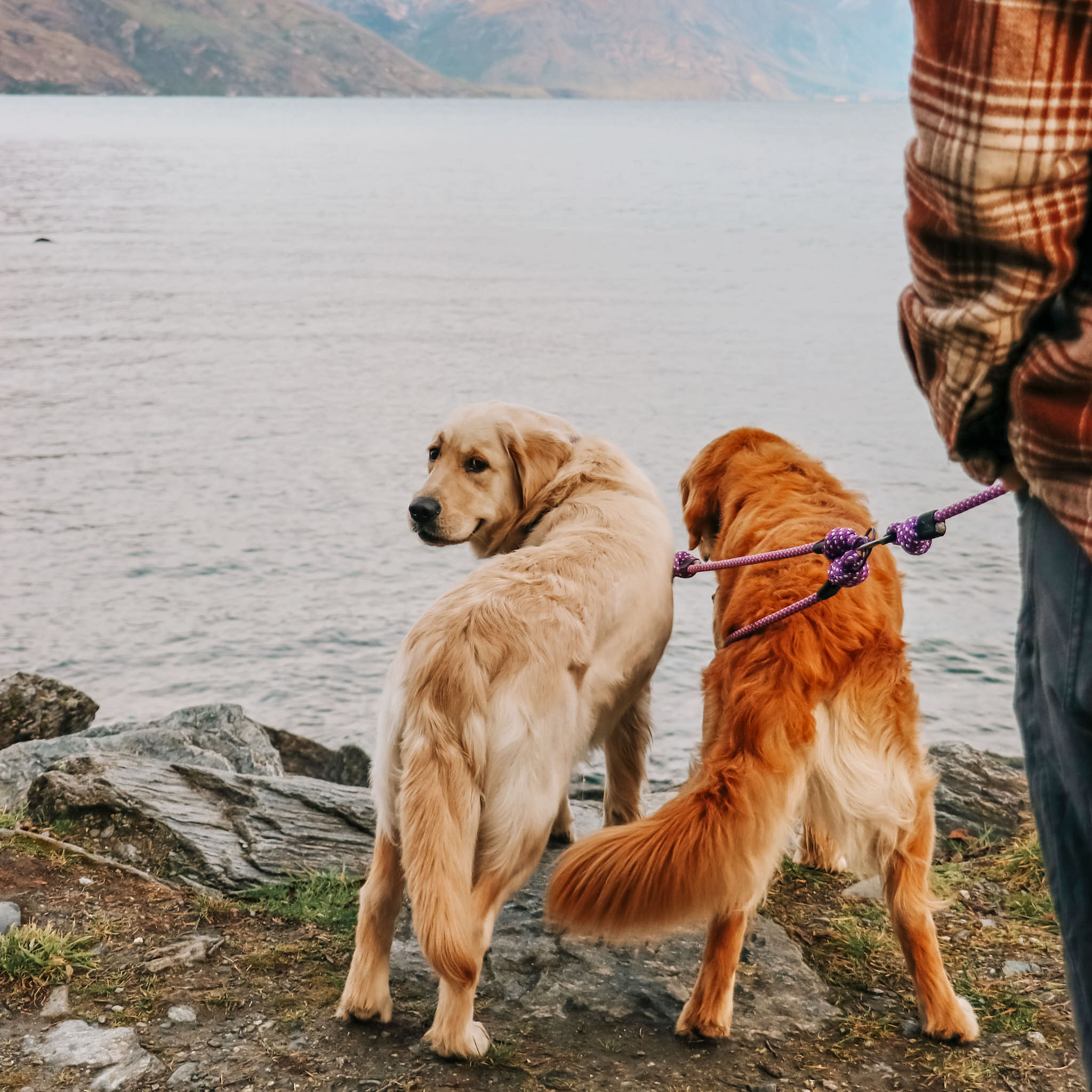 Double walking leash hotsell