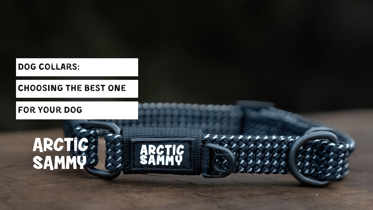 Dog Collars: Choosing the Best One for Your Dog