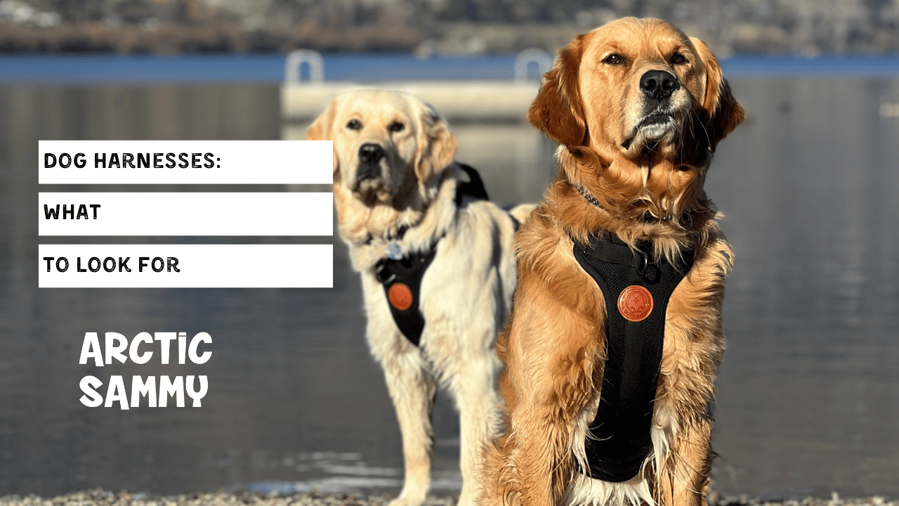 Dog Harnesses: What to Look For