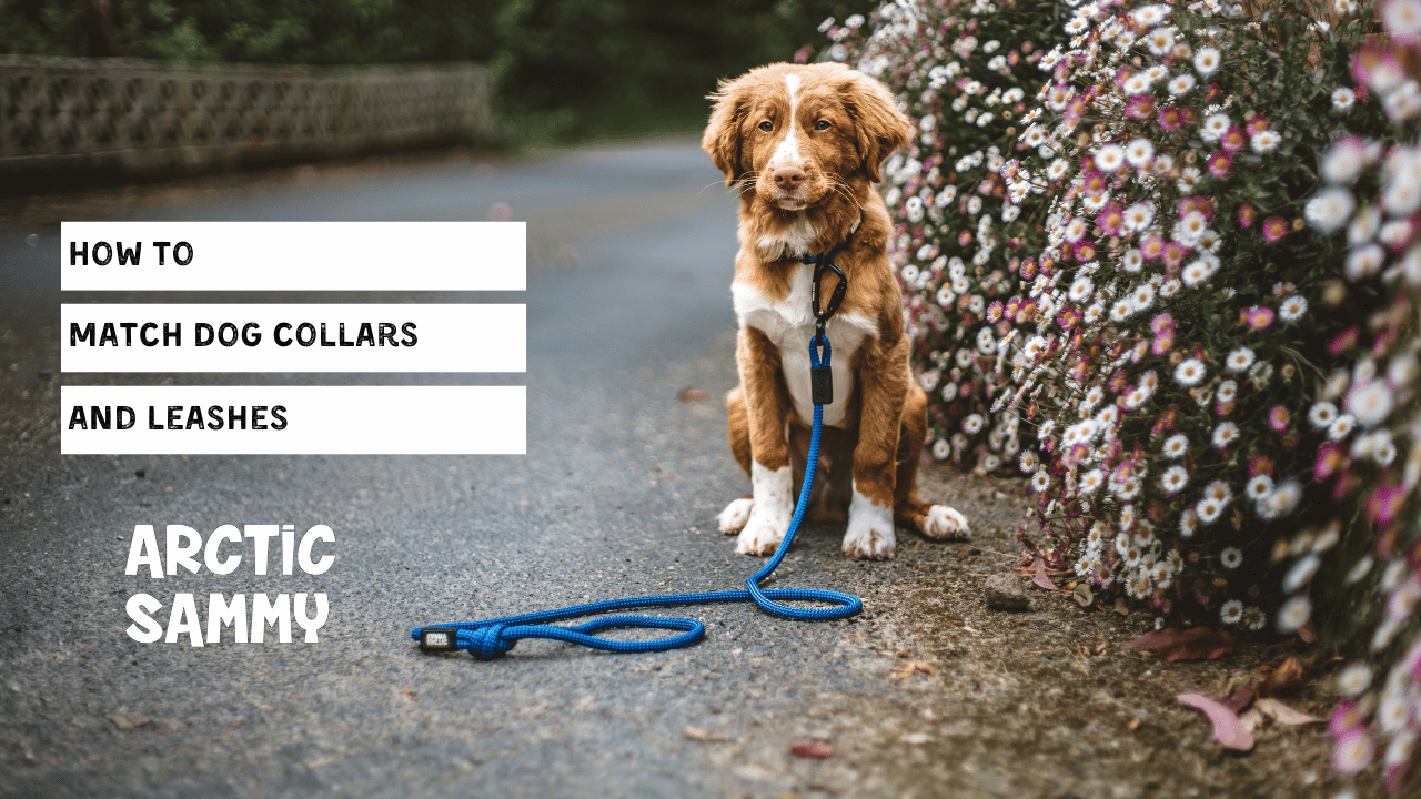 How to Match Dog Collars and Leashes
