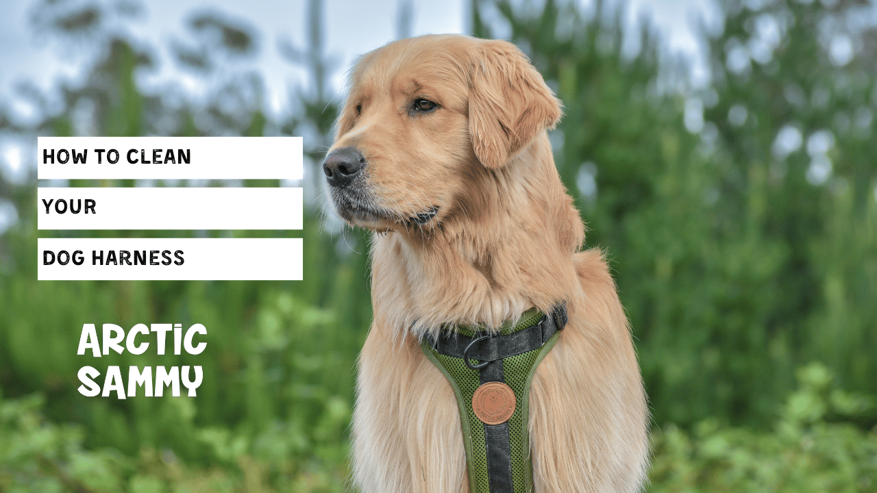 How to Clean Your Dog Harness