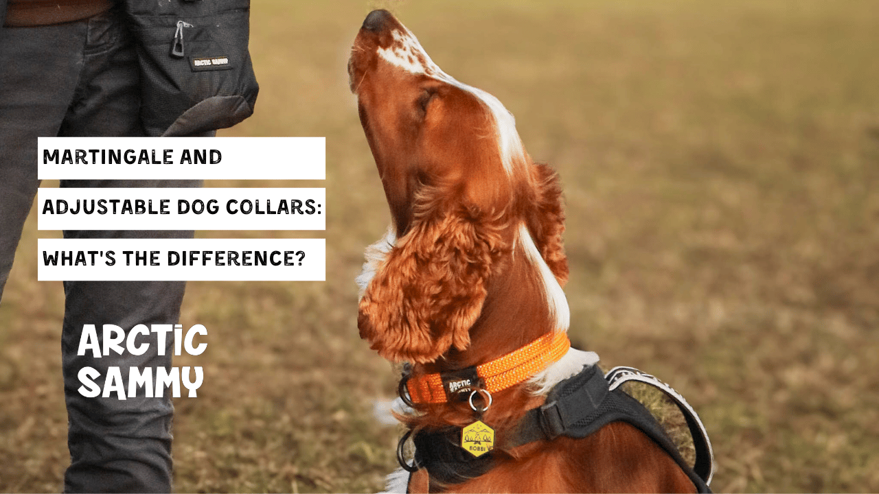 Martingale and Adjustable Dog Collars: What's the Difference?