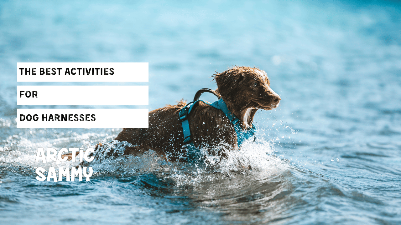 The Best Activities For Dog Harnesses