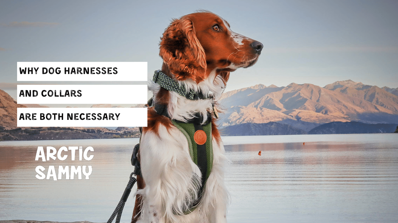 Why Dog Harnesses and Collars Are Both Necessary