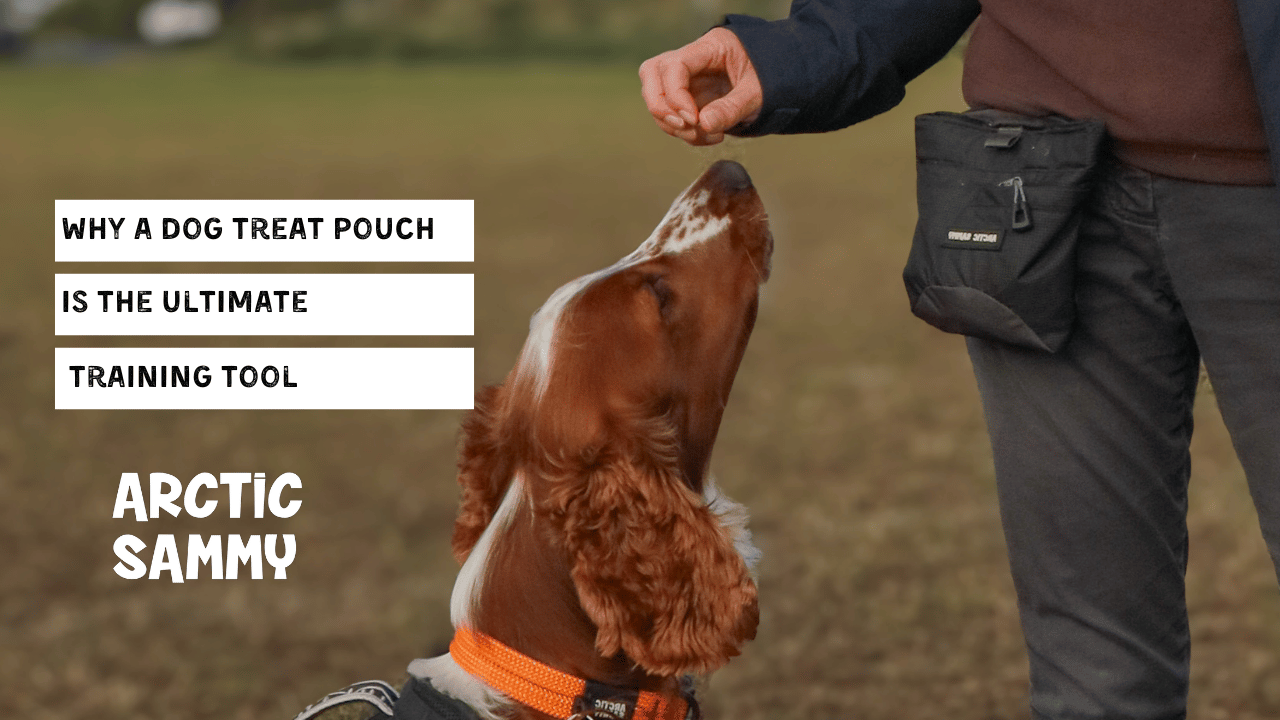 Why a Dog Treat Pouch Is the Ultimate Training Tool