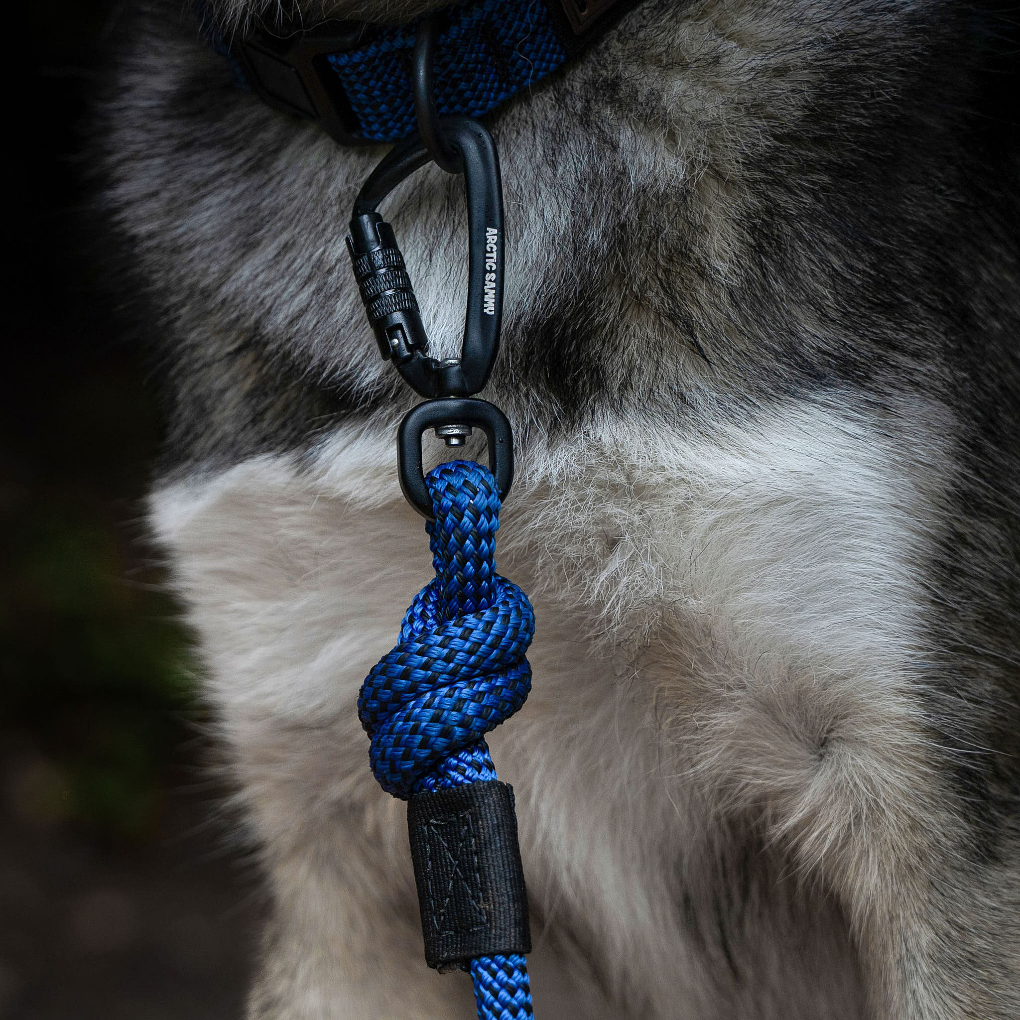 Climbing hotsell dog leash