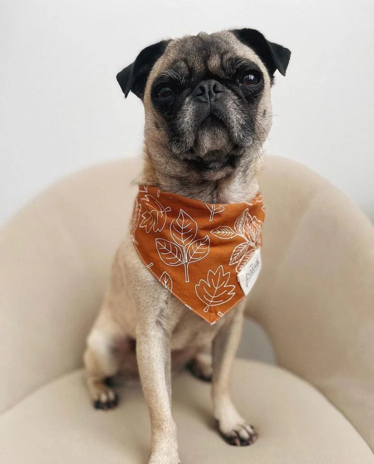 The Paws True North Dog Bandana