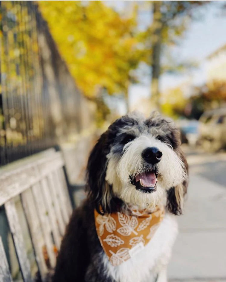 The Paws True North Dog Bandana