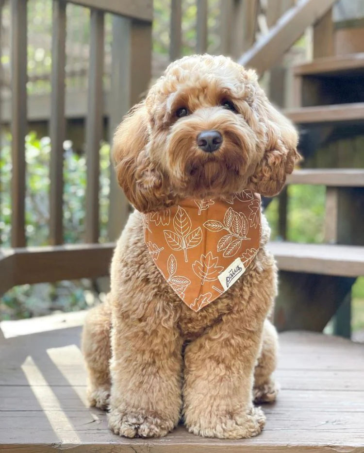 The Paws True North Dog Bandana