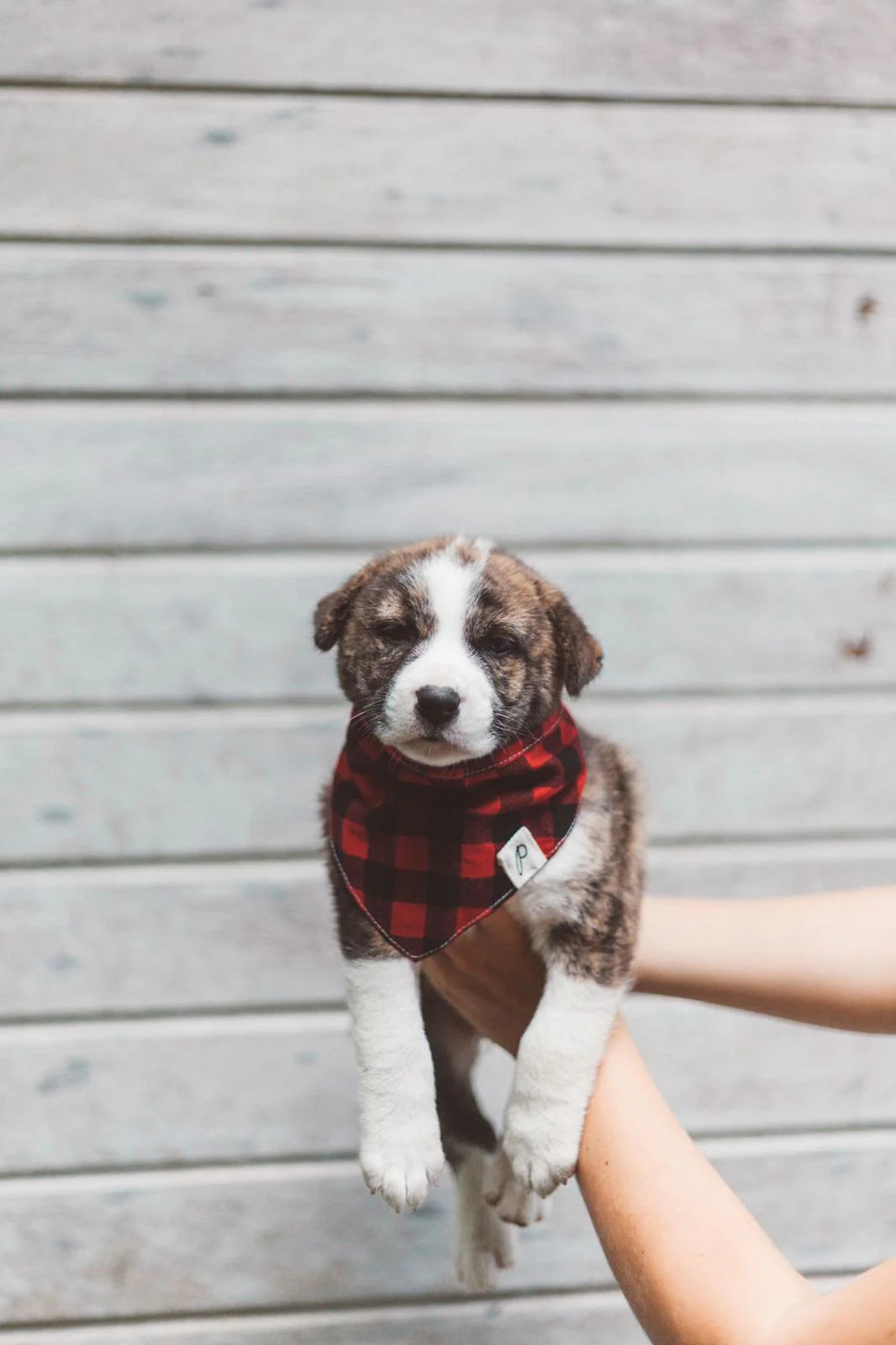 The Paws Whiskey Dog Bandana