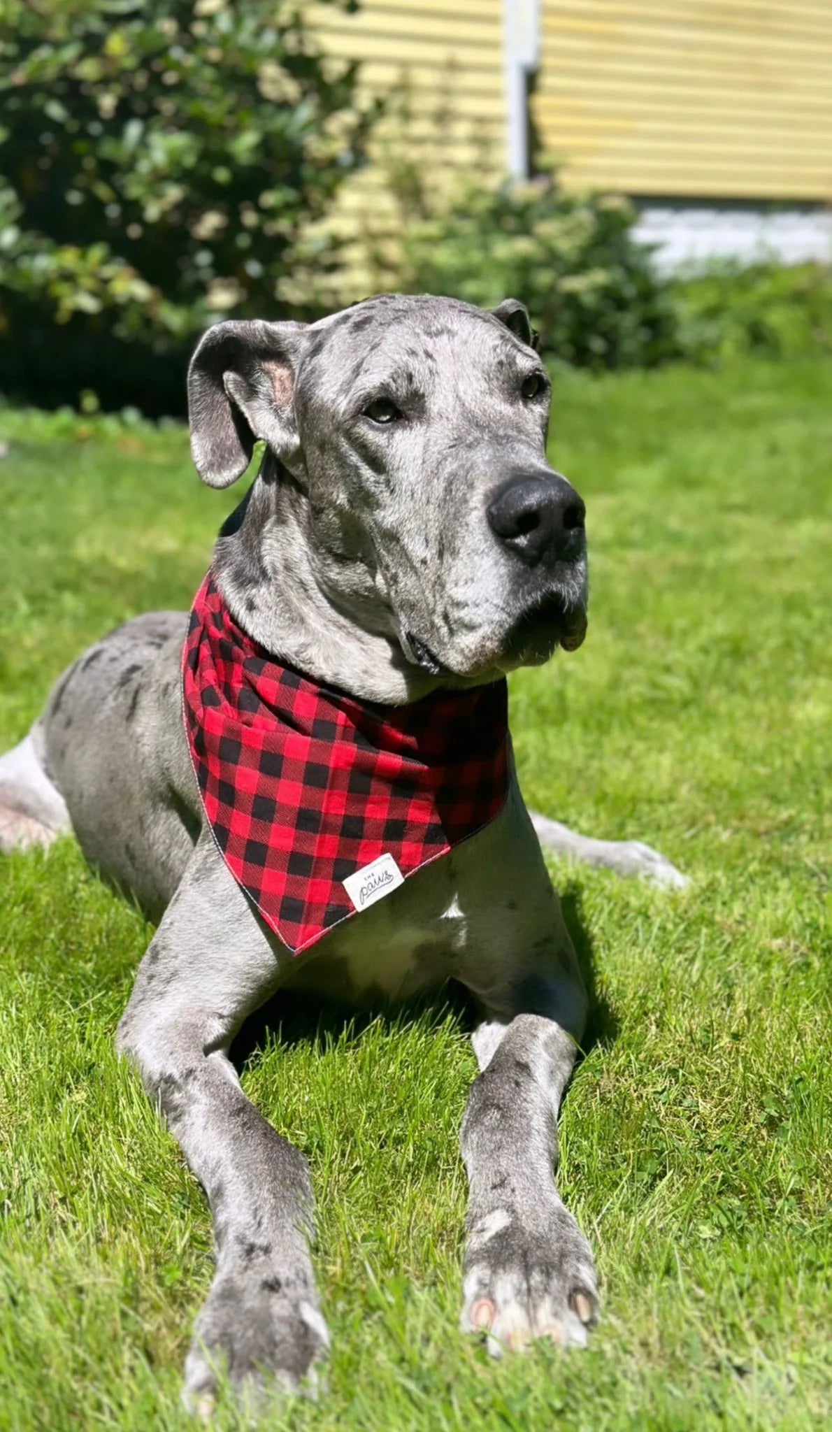 The Paws Whiskey Dog Bandana