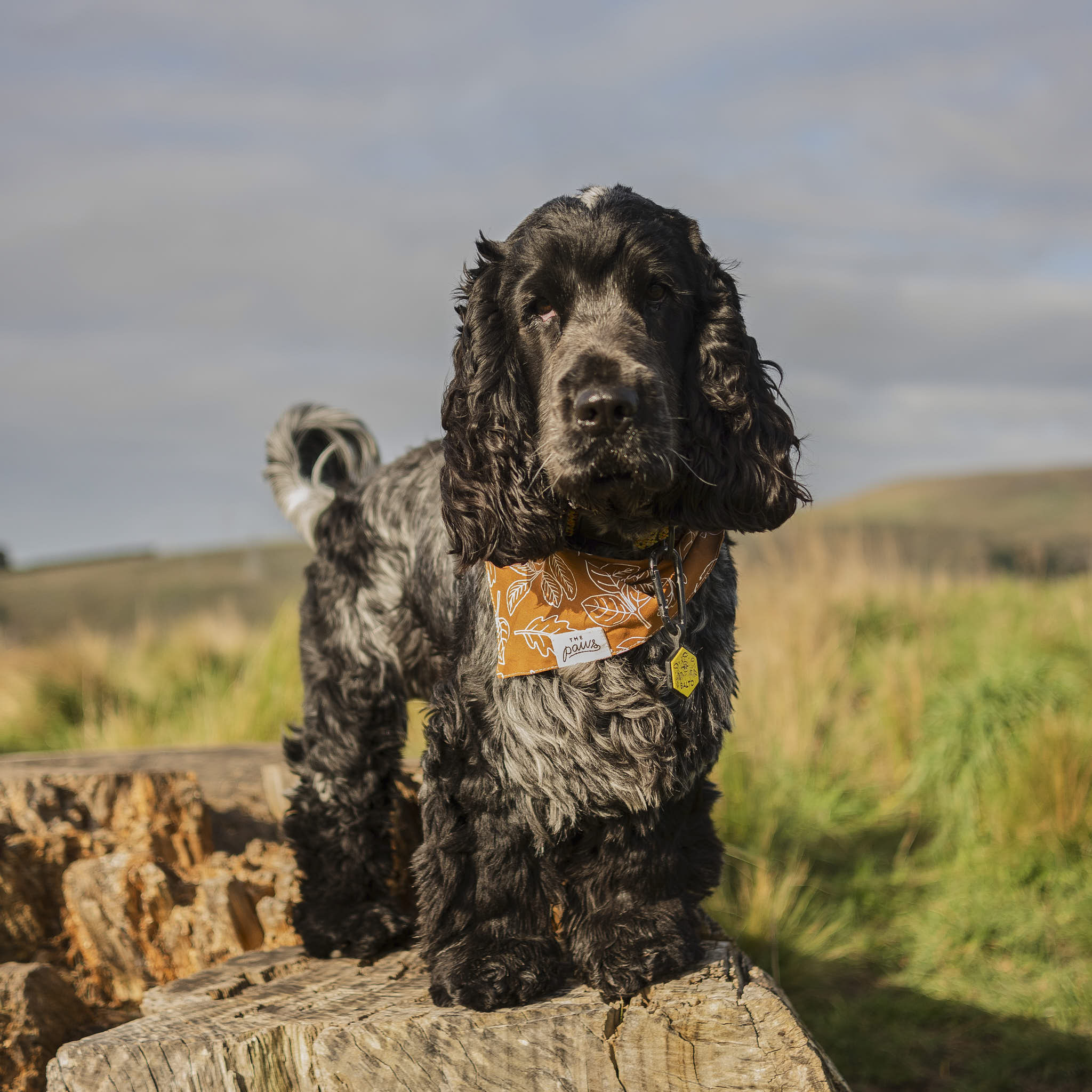 The Paws True North Dog Bandana