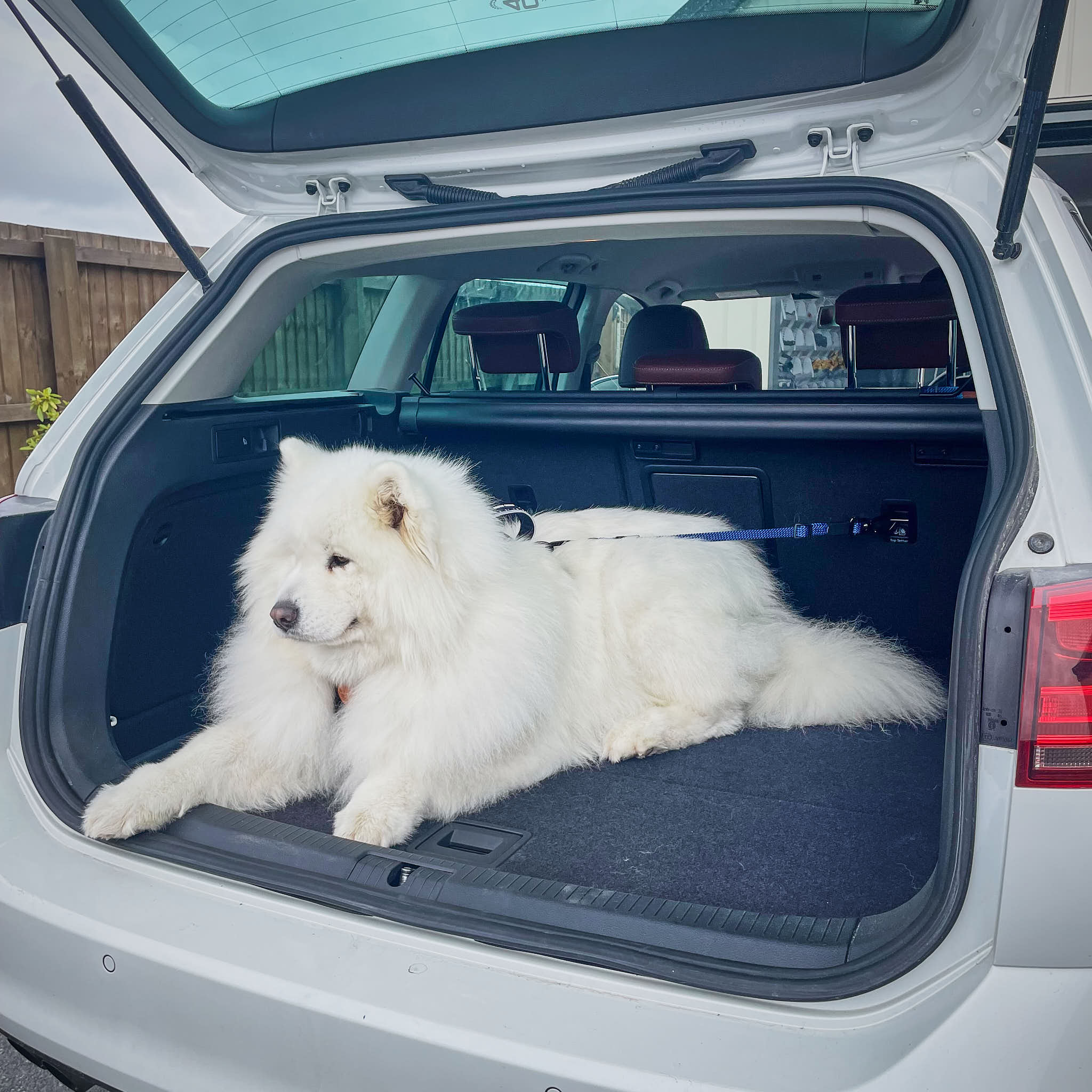 3-in-1 Dog Car Tether Pukaki