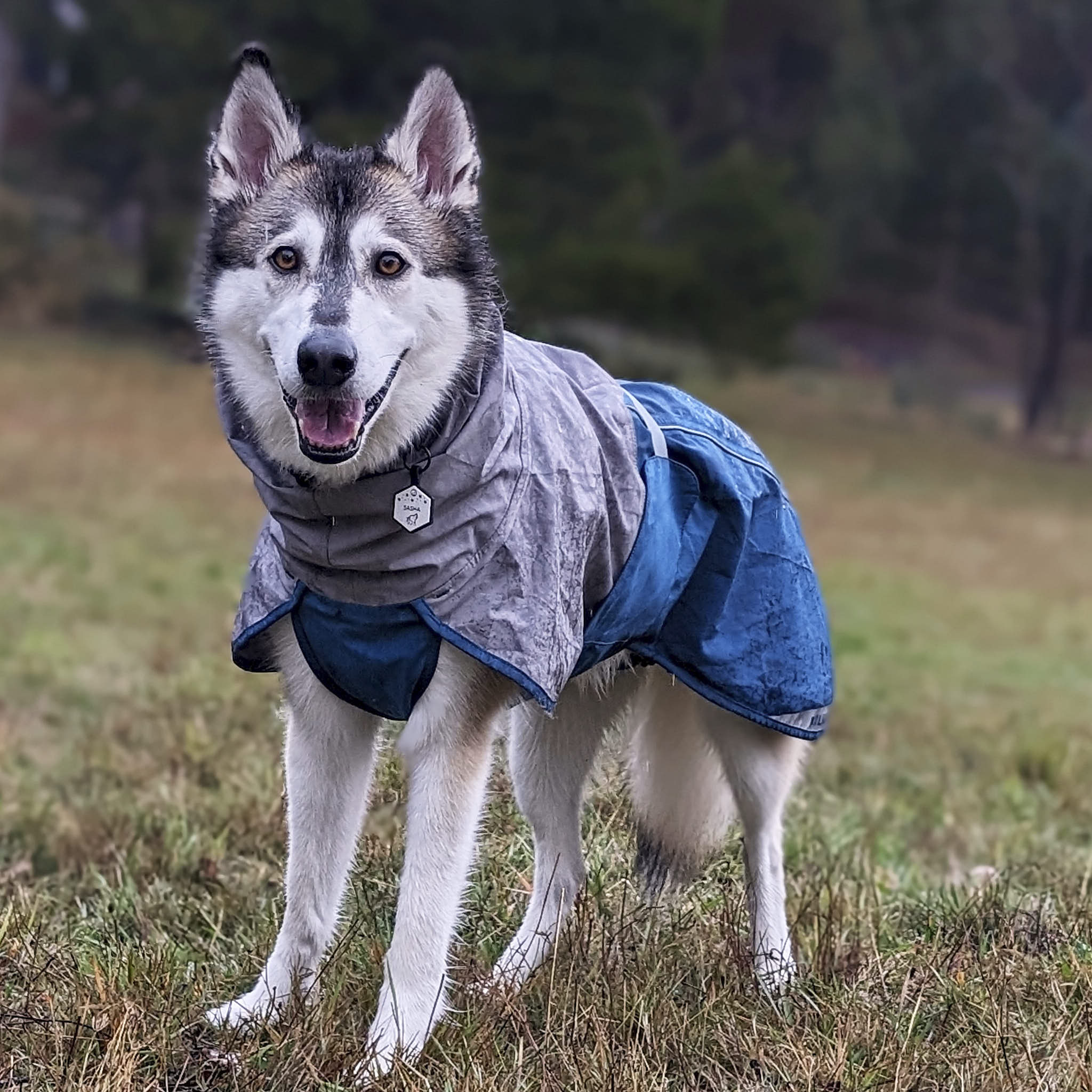 Dog Raincoat Milford