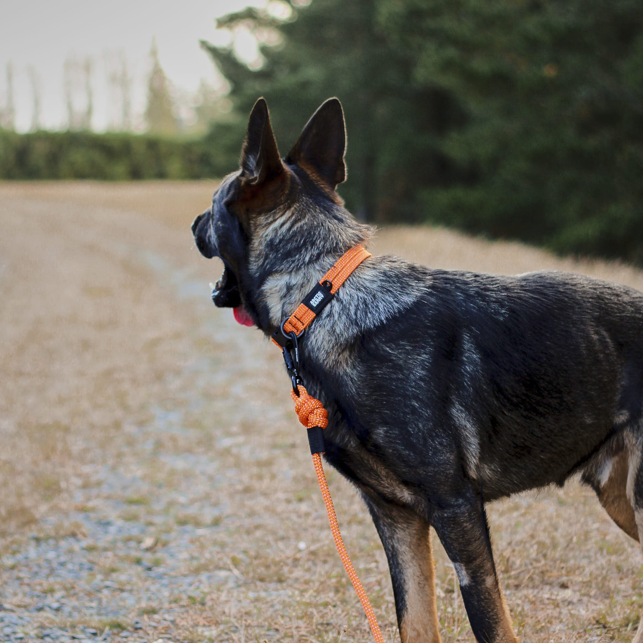 Hawea Dog Collar