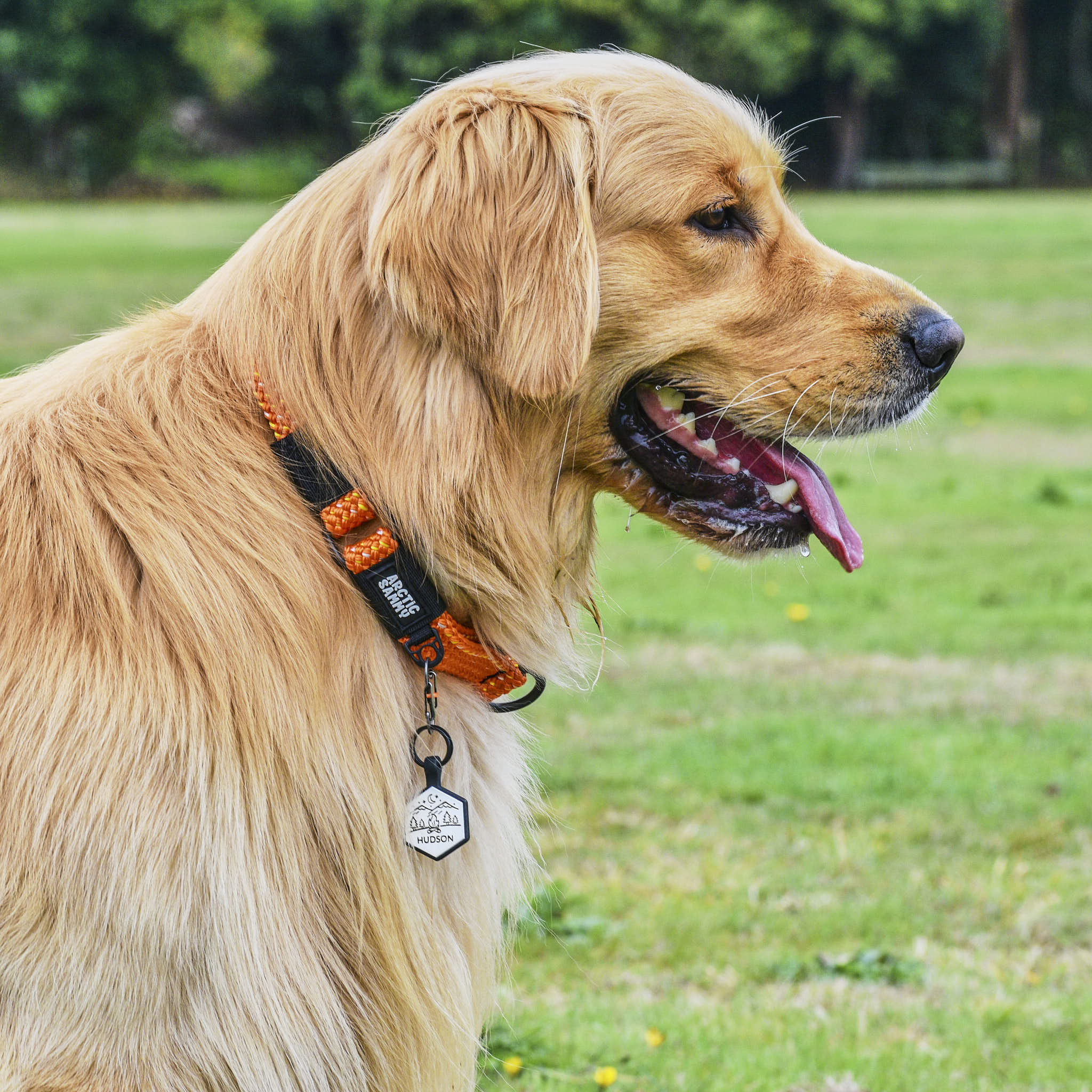 Hawea Martingale Collar