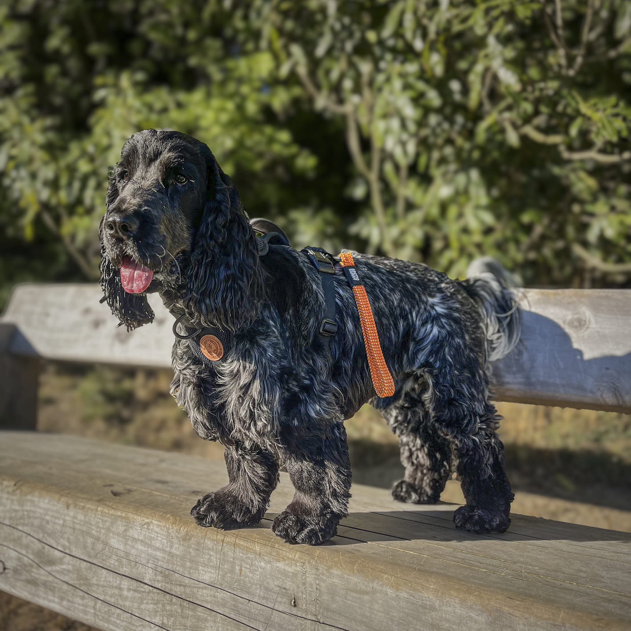 Hawea Transfer Leash