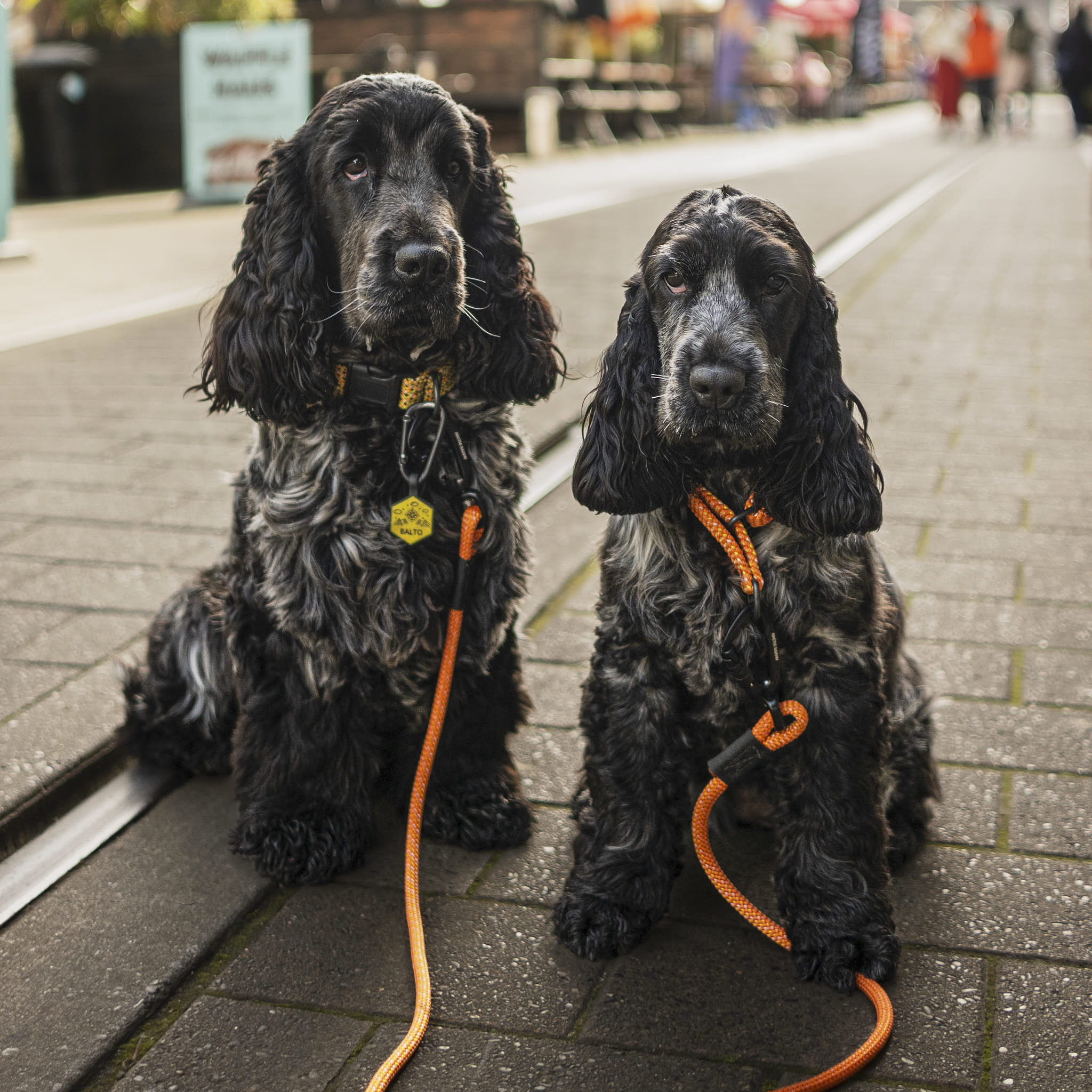 Hawea Double Small Dog Leash