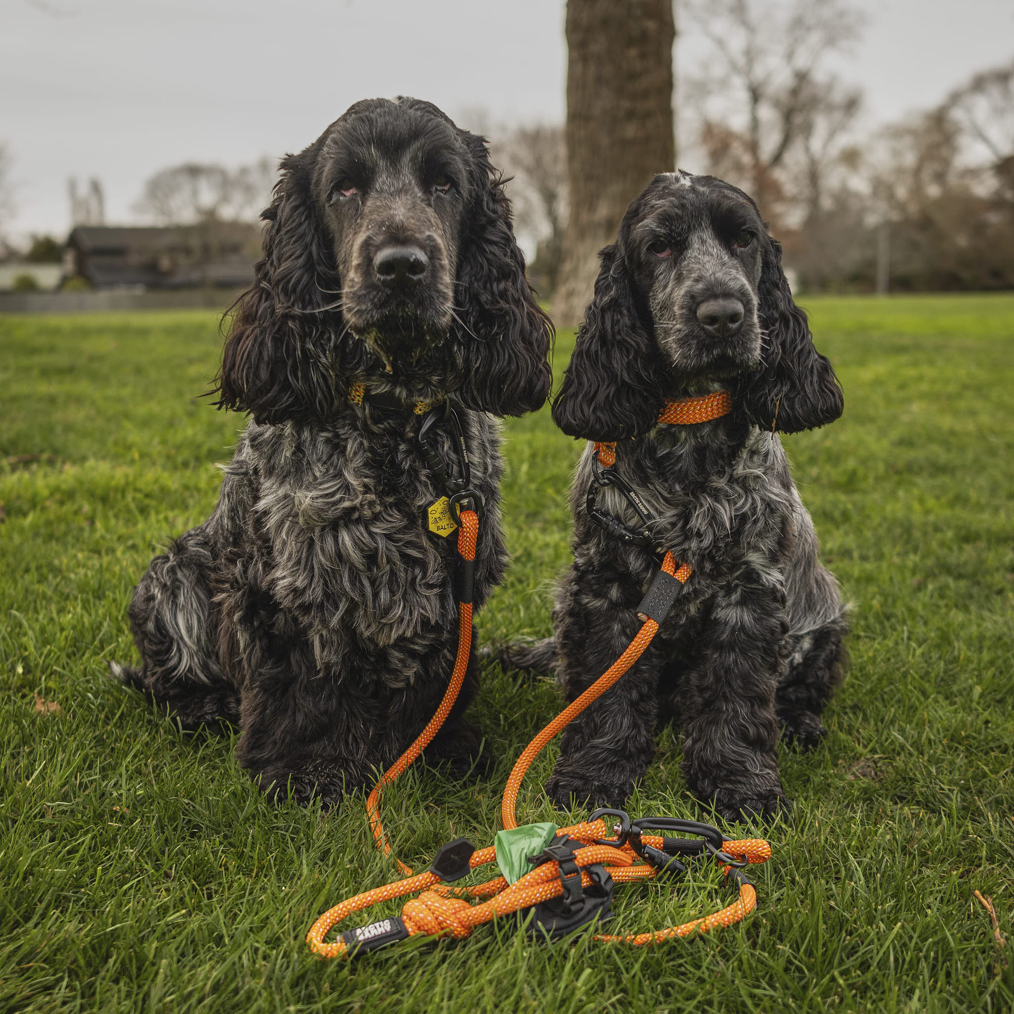 Hawea Double Small Dog Leash