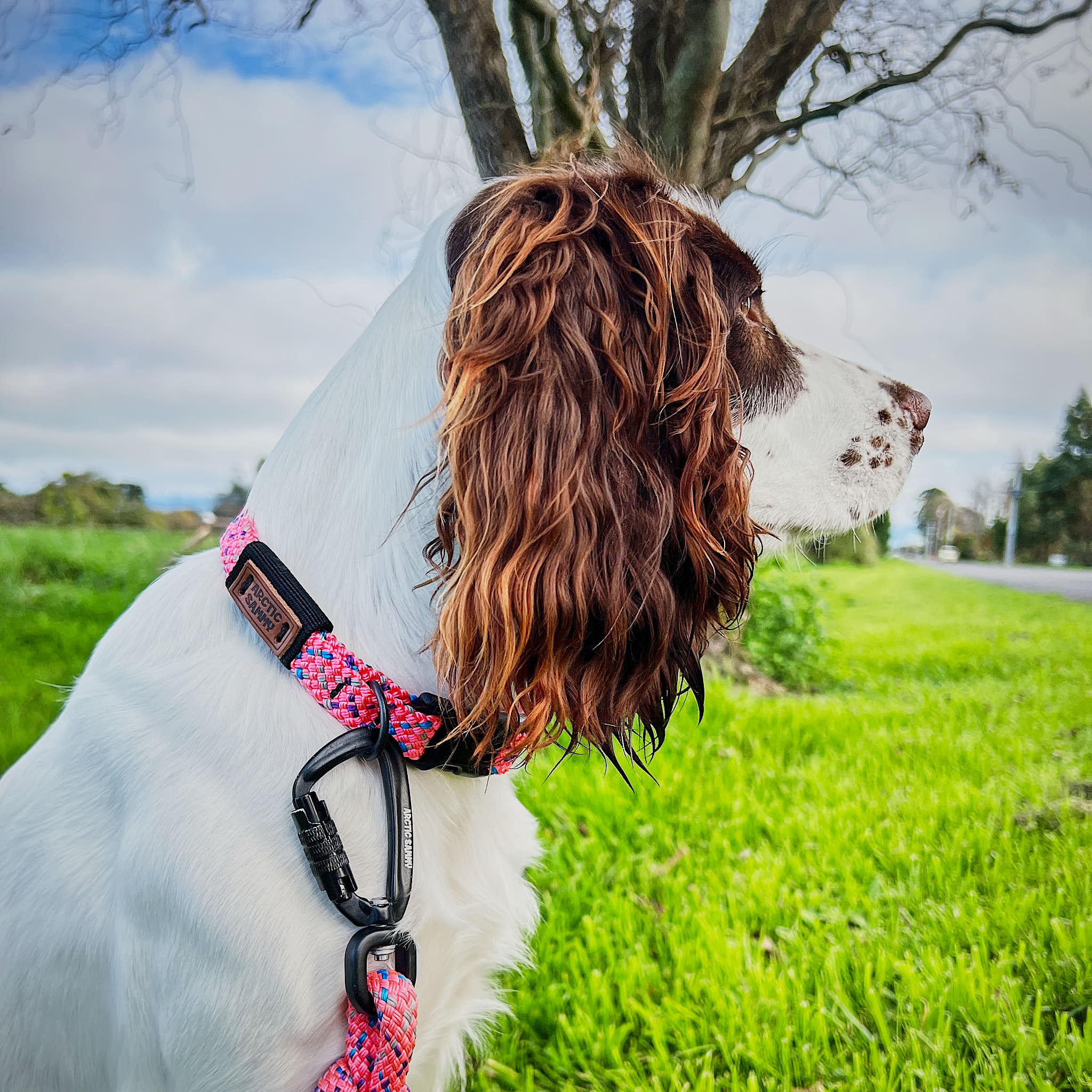 Ohau Dog Collar