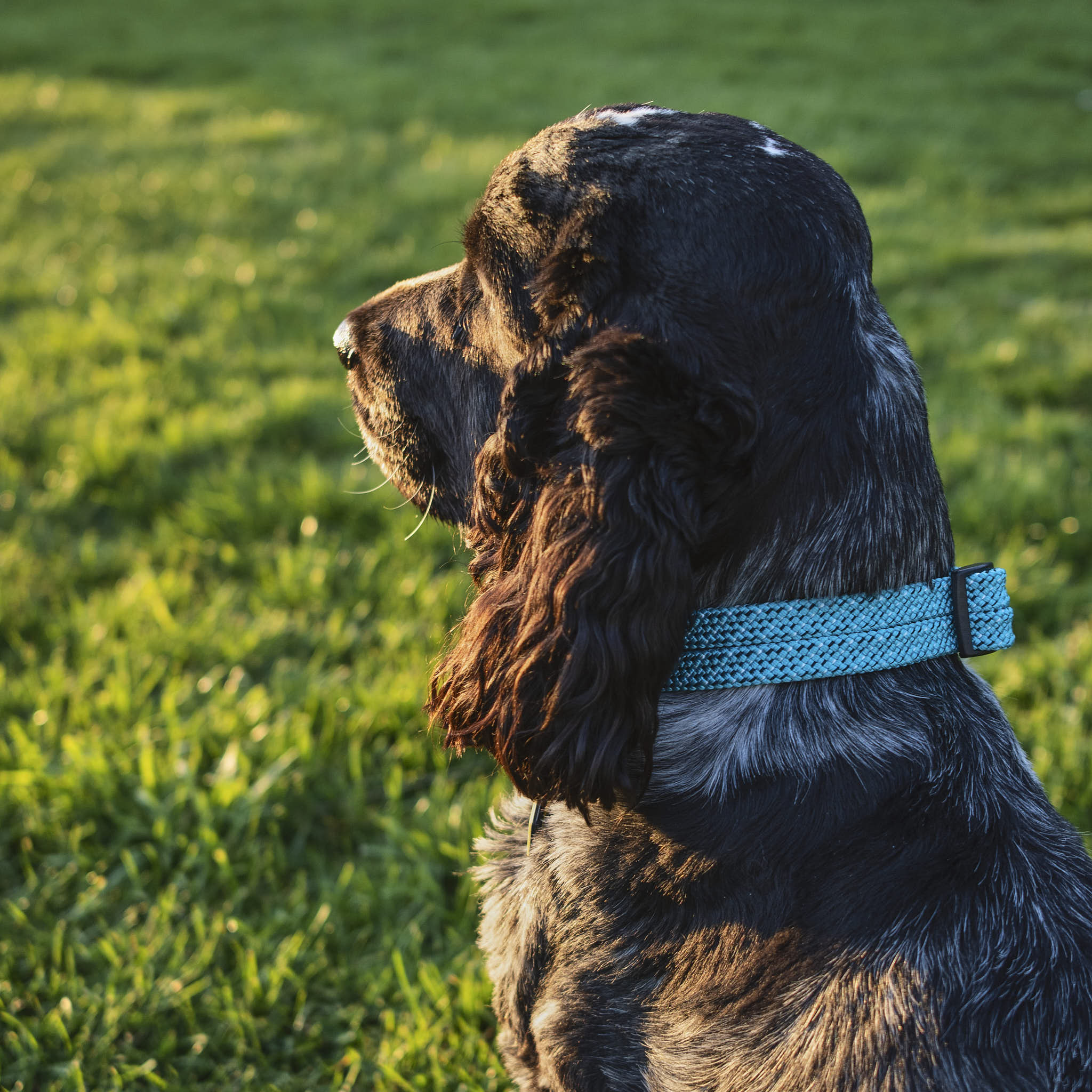 Pukaki Dog Collar