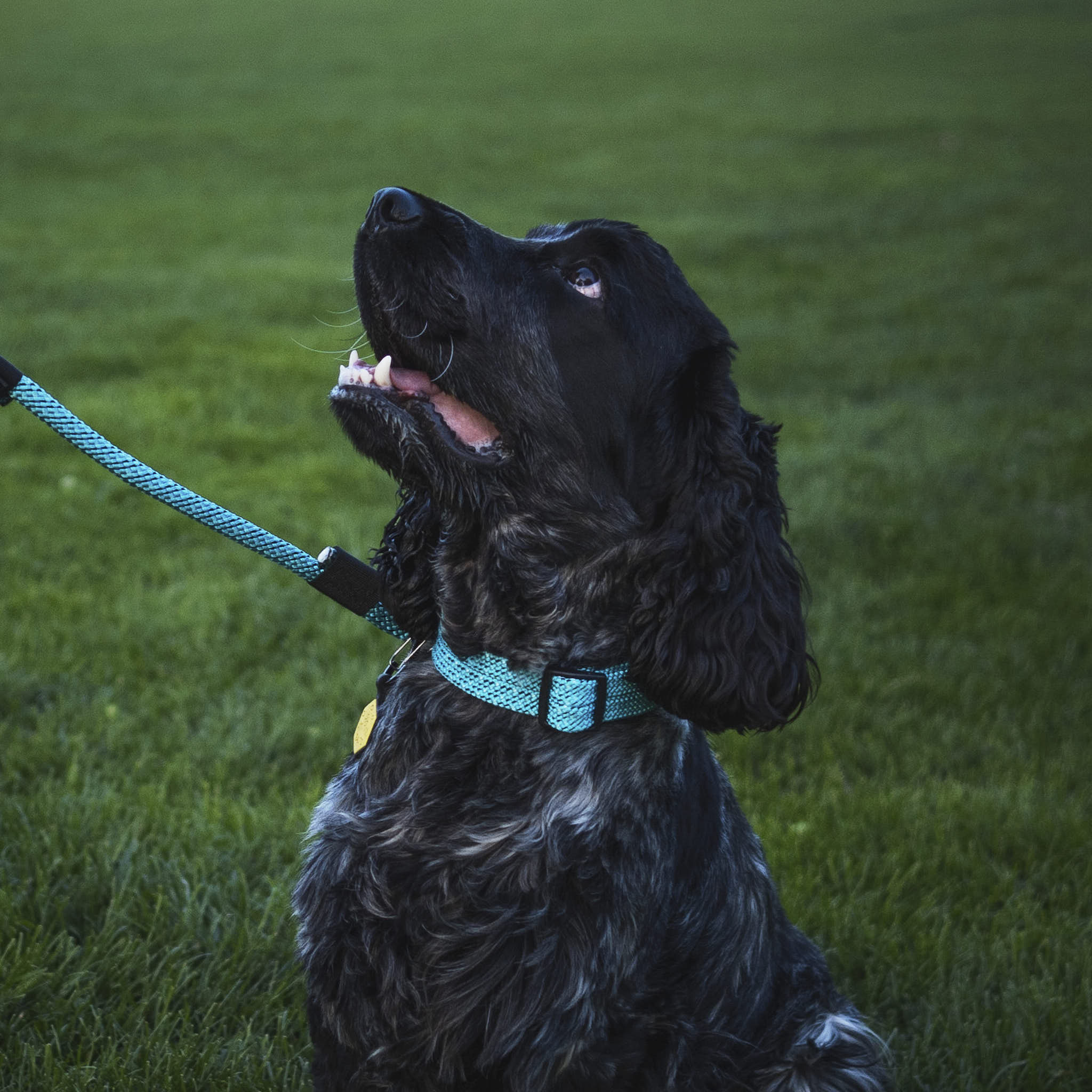 Pukaki Dog Collar