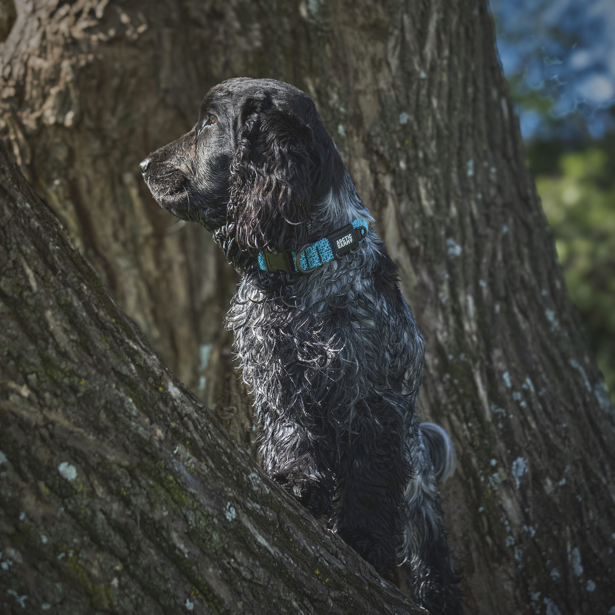 Pukaki Dog Collar