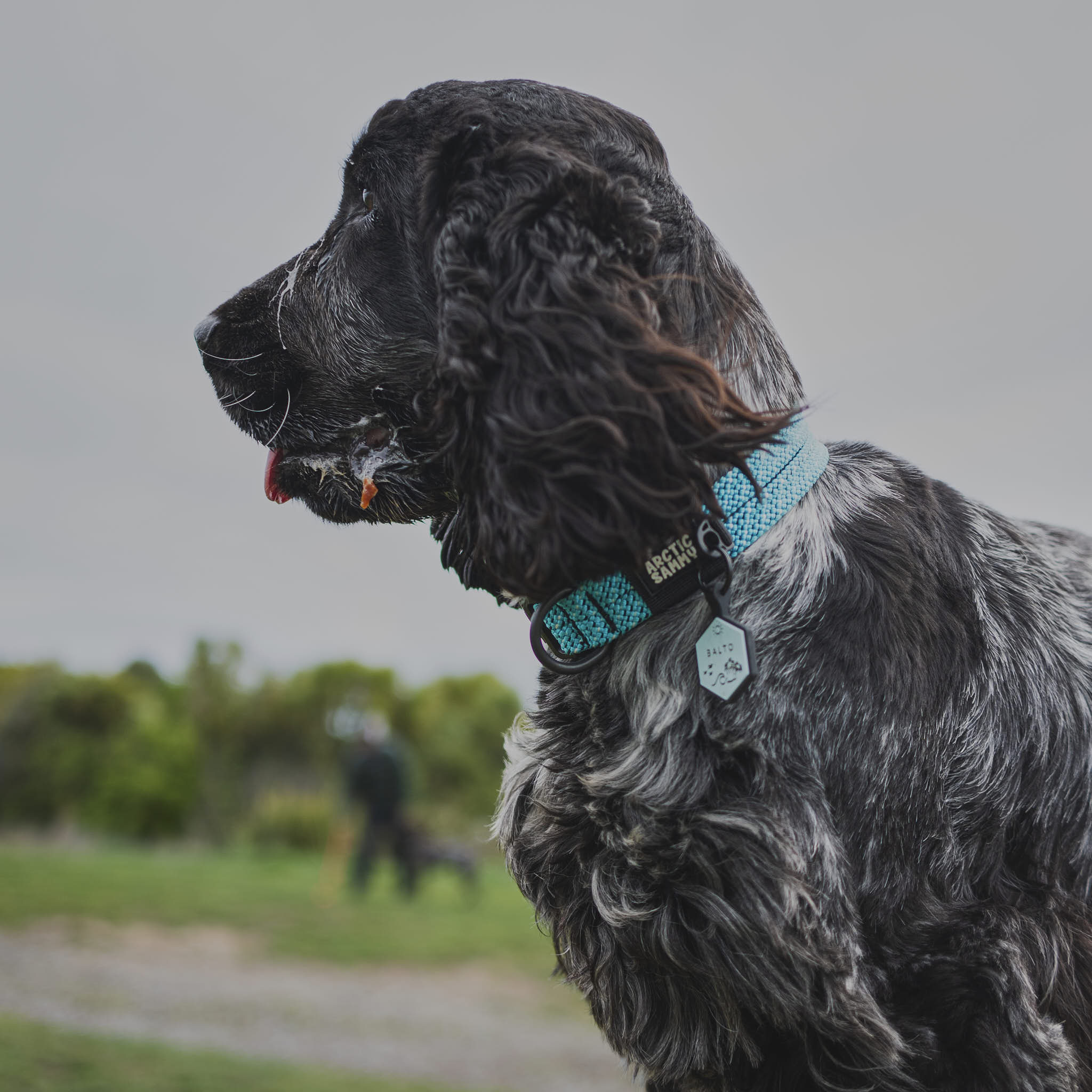 Pukaki Dog Collar