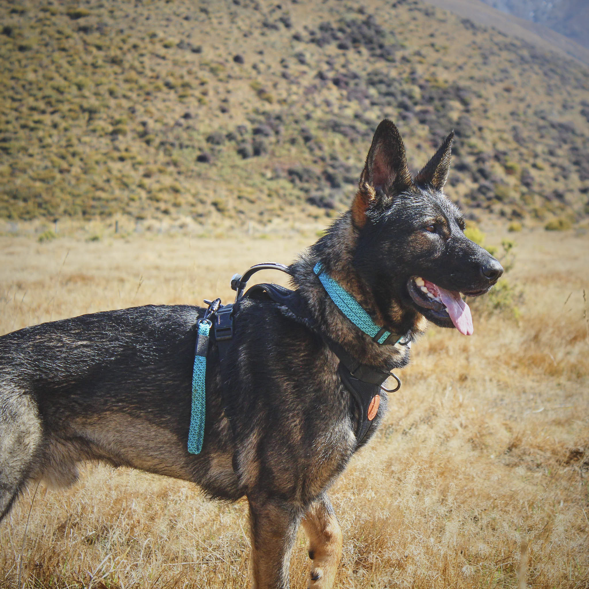 Pukaki Dog Collar