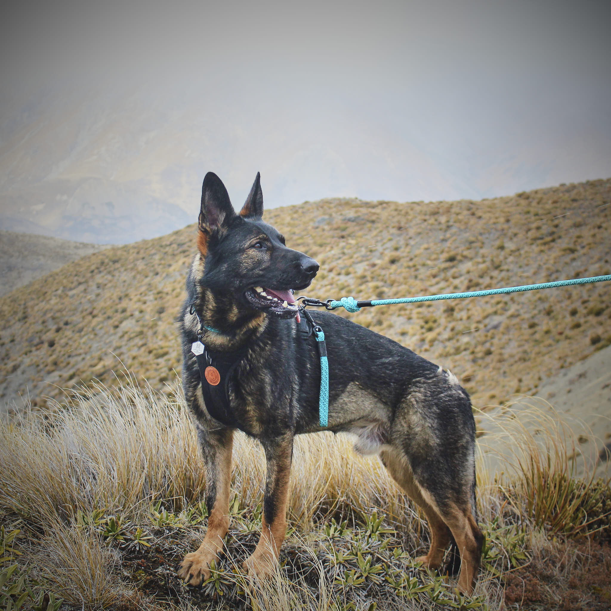 Pukaki Rope Dog Leash