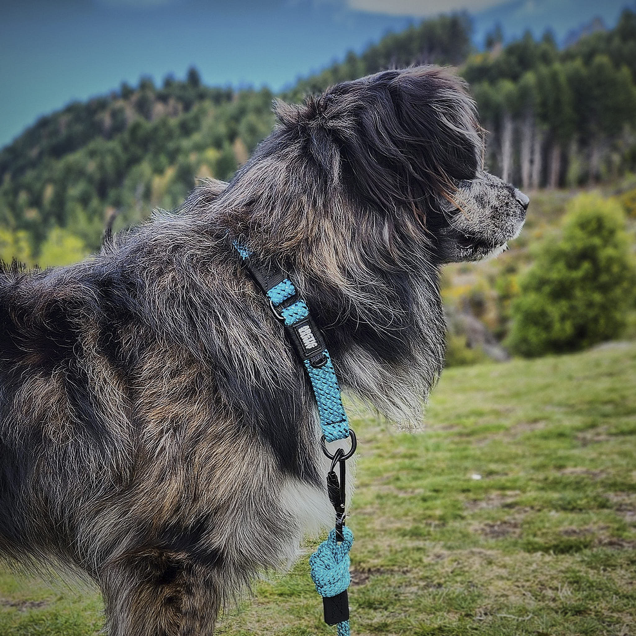 Pukaki Martingale Collar