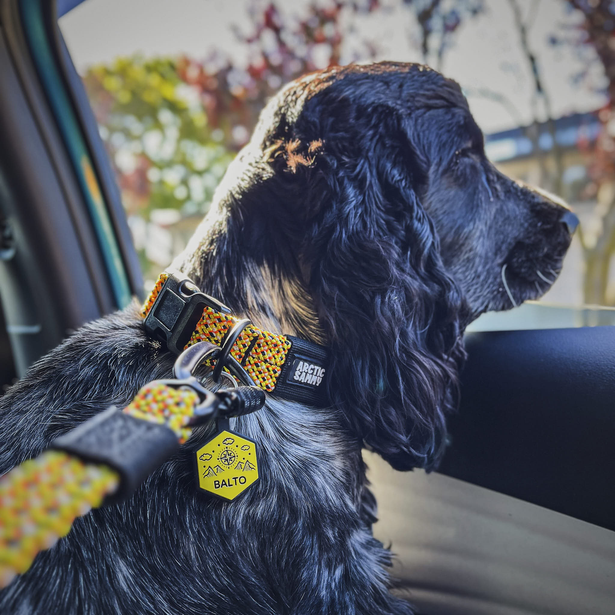 Raglan Dog Collar