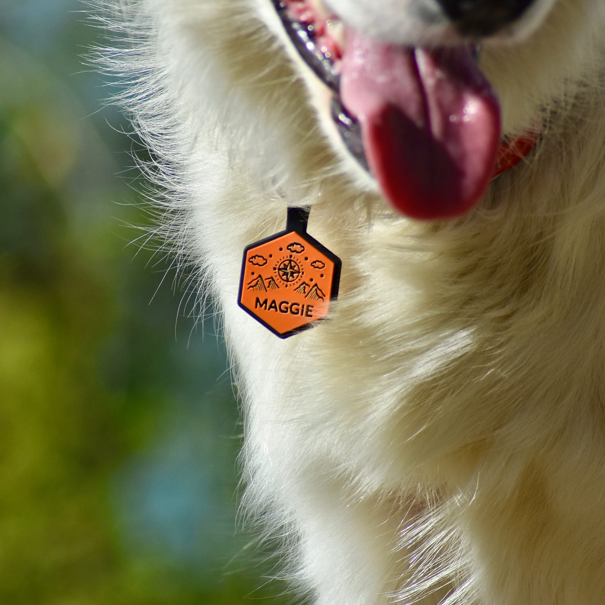 Honey pot dog tag best sale