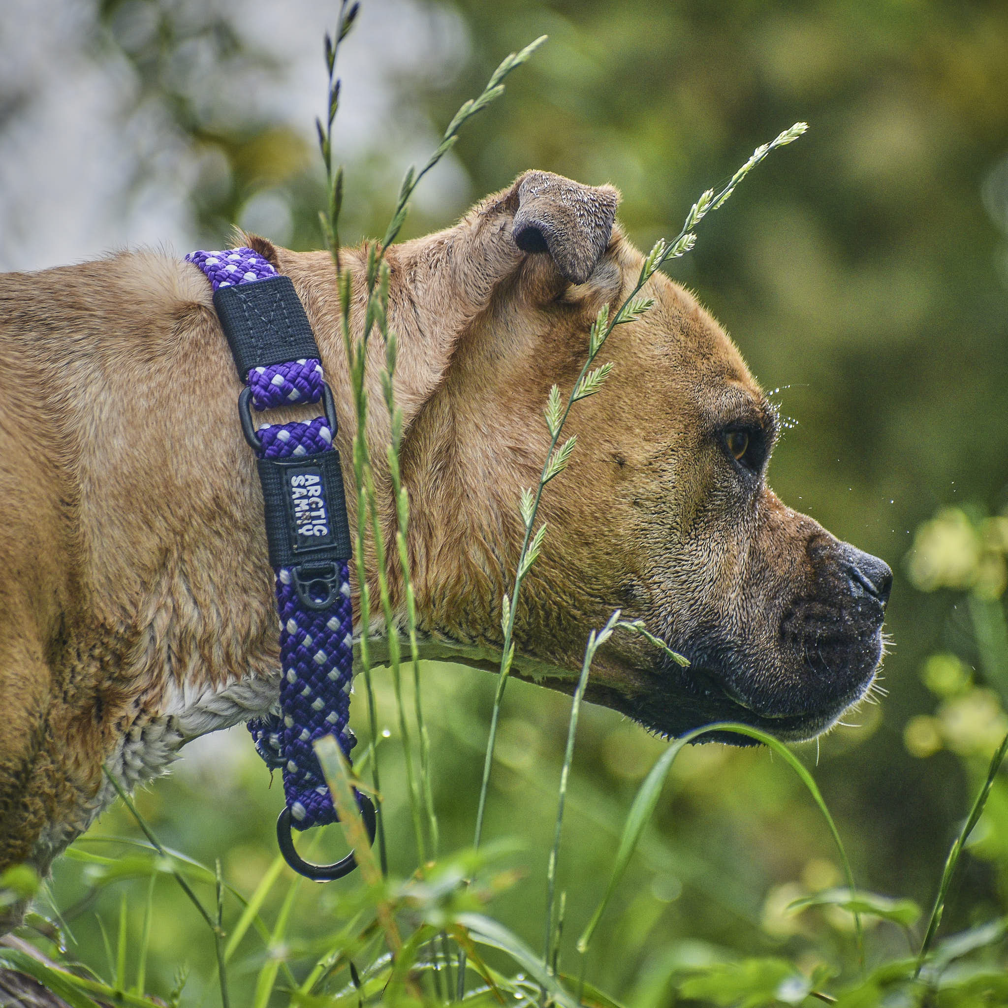 Waihi Martingale Collar