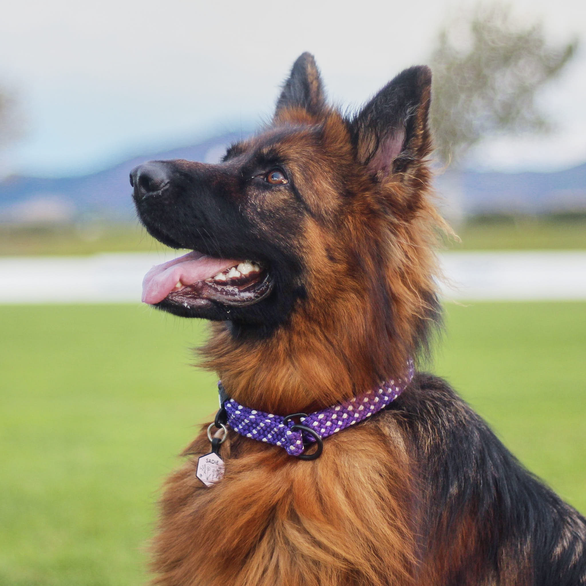 Waihi Martingale Collar